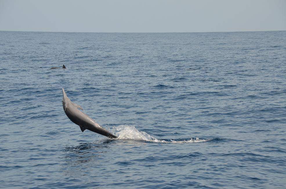 sitemgr_photo_1797-3 sitemgr_photo_1797-3