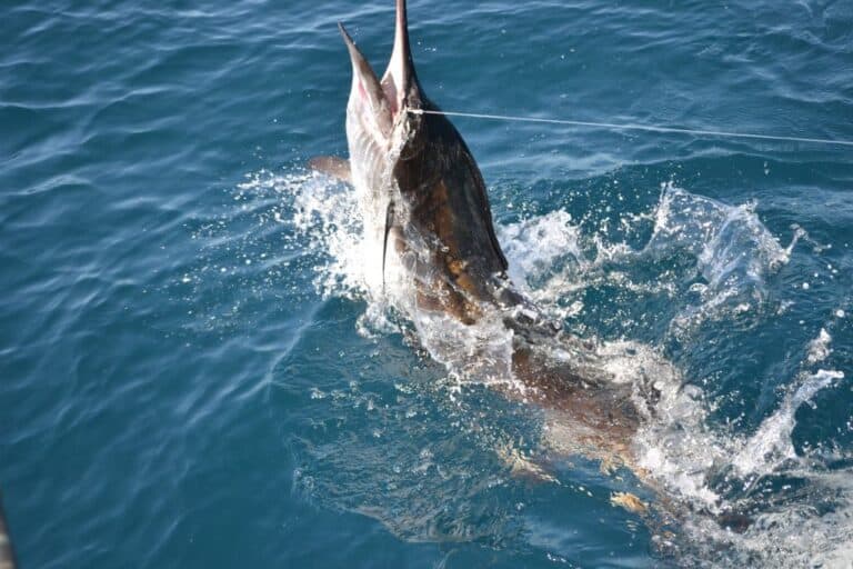 sitemgr_photo_2190-3