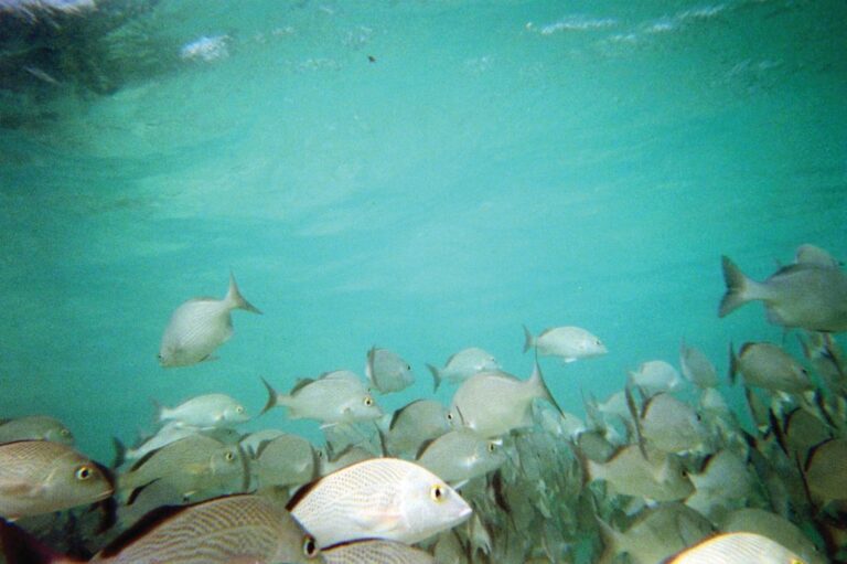 sitemgr_photo_2288-3