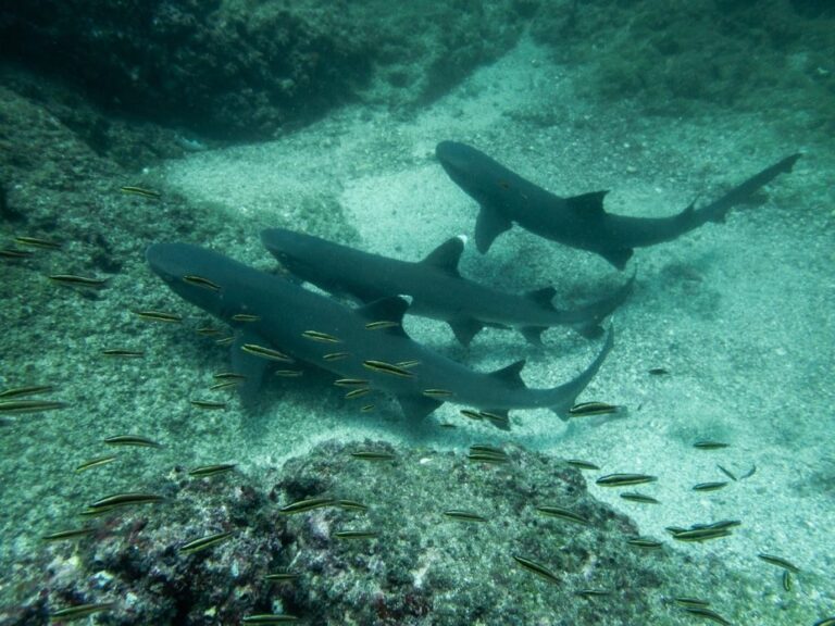 sitemgr_photo_2349-2 sitemgr_photo_2349-2