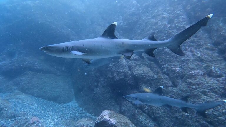 sitemgr_photo_2397-2