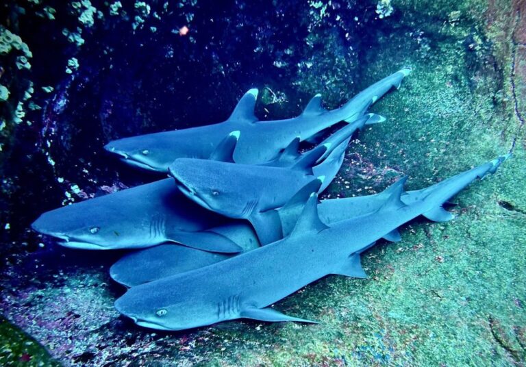 sitemgr_photo_2421-2