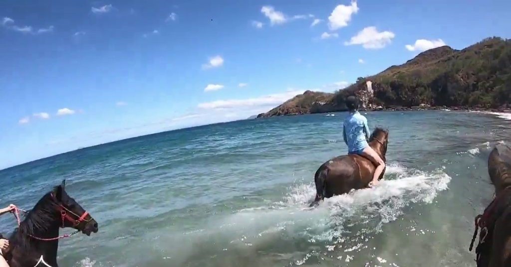 Pacific Horses