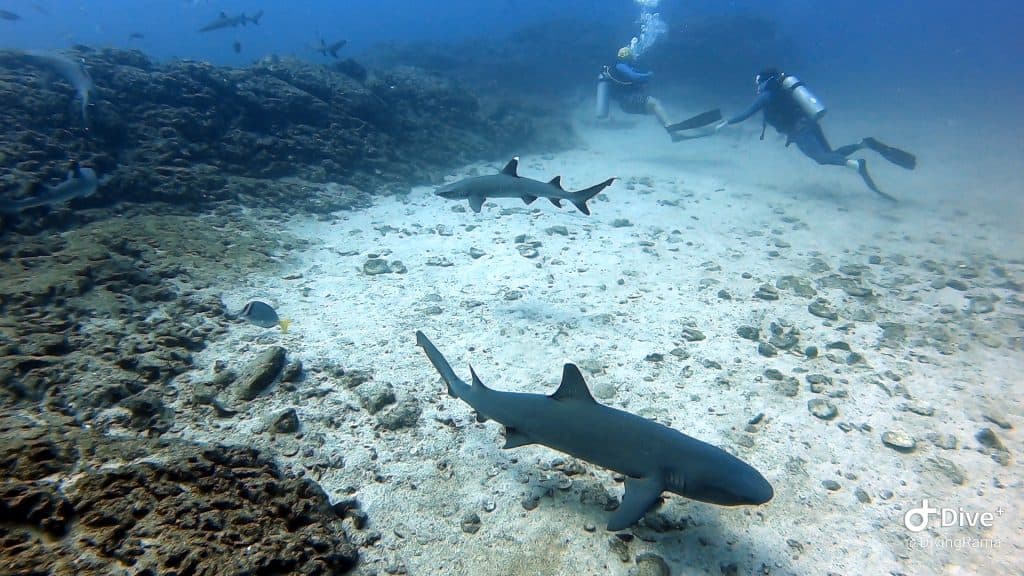 Shark swimming underwater in Tamarindo, Costa Rica coastal reef.