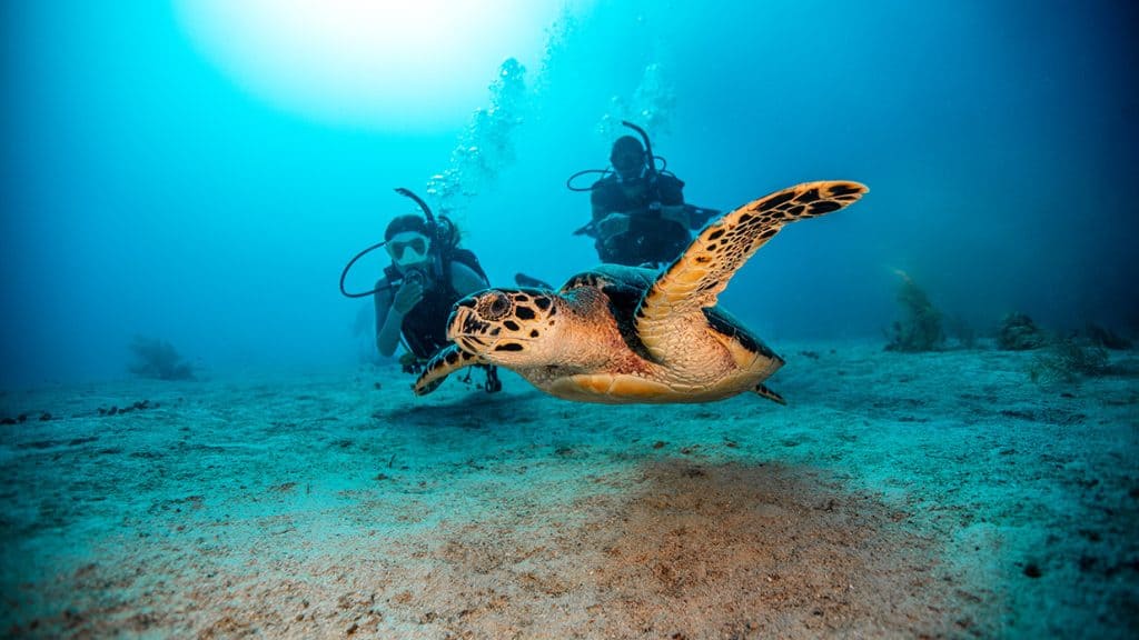 Colorful sea turtle swimming underwater in Tamarindo, Costa Rica.