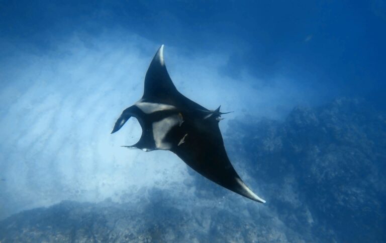 mantas at cano island costa rica 768x485