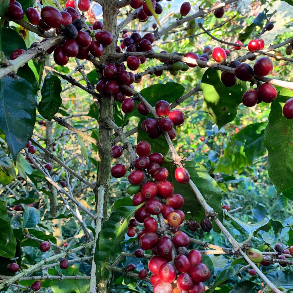 80057146 2731610543612771 7257192075249057792 n 1024x1024