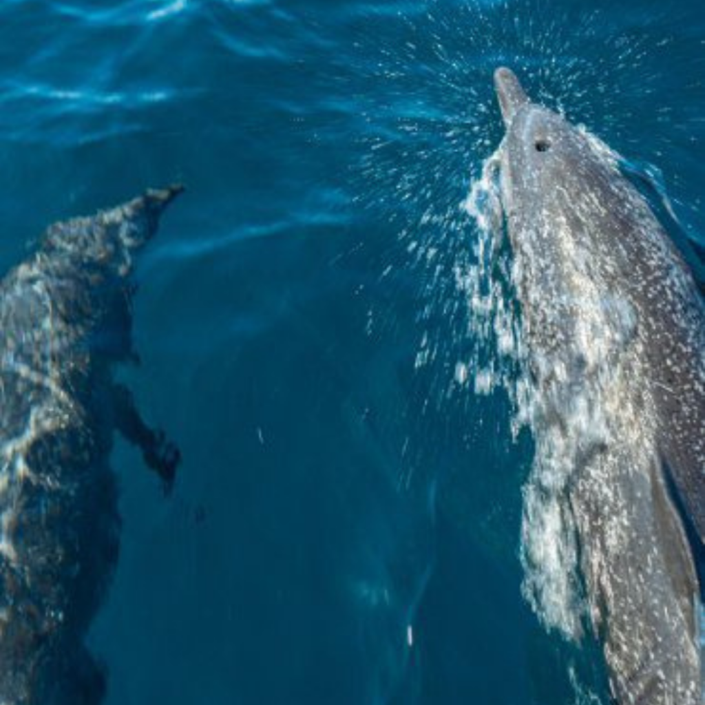 dolphins costa rica 1024x1024