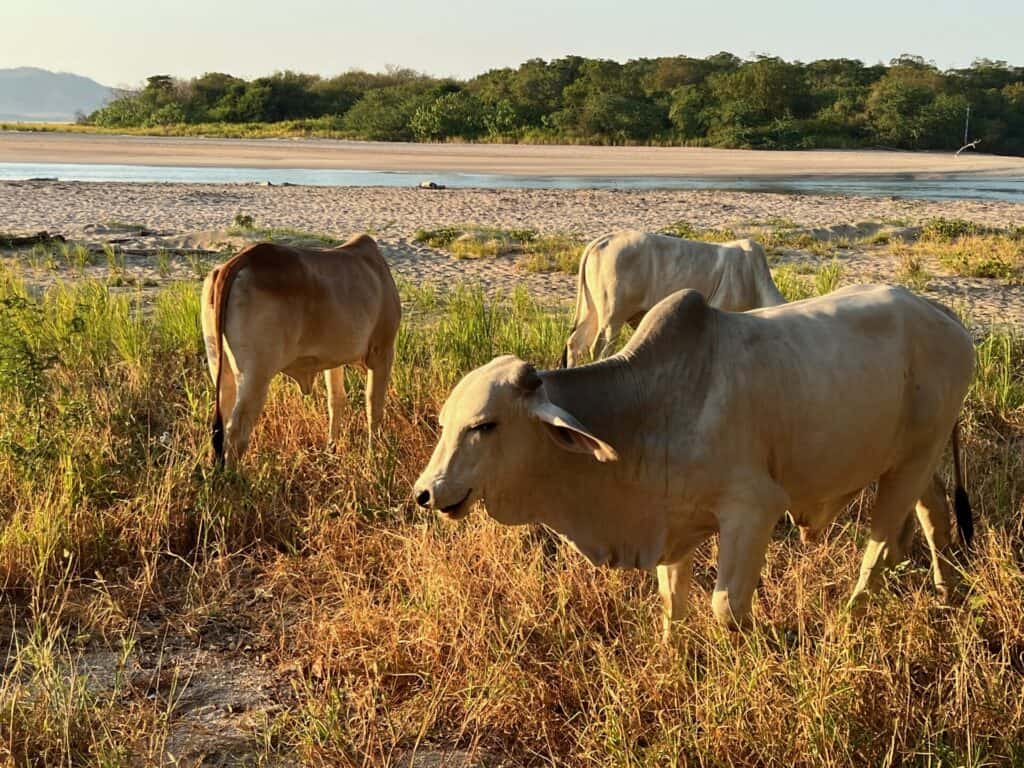 Brahman cattle grazing in dry grass in Guanacaste