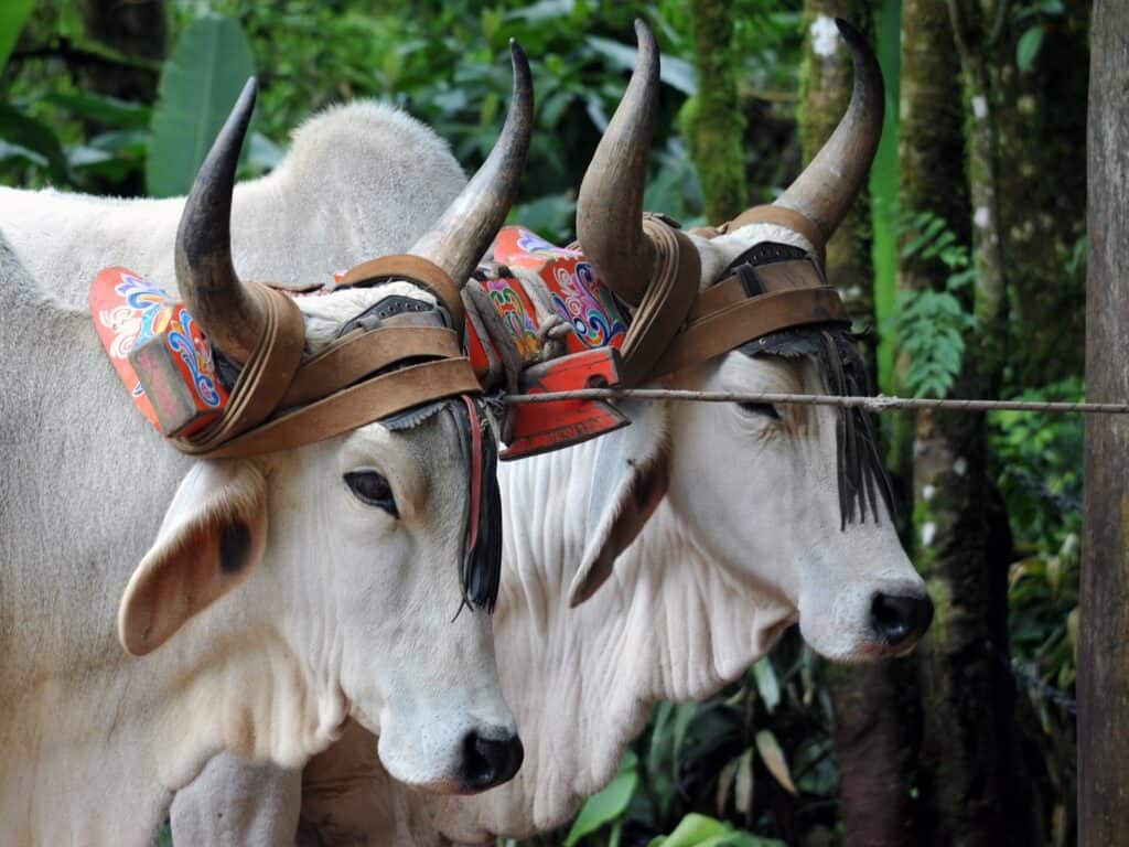 Two white oxen wearing a traditional painted Costa Rican yoke