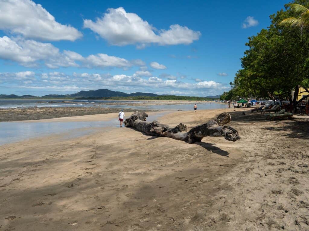 Driftwood log on Tamarindo Beach at low tide