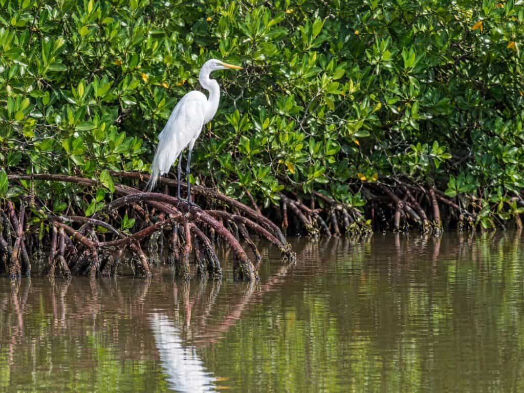 Great egret standing on mangrove roots above the water