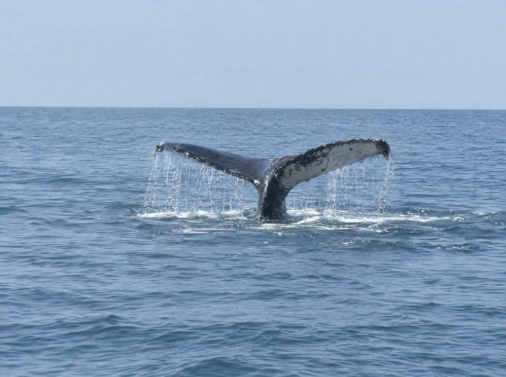 Humpback whale tail rising out of the ocean