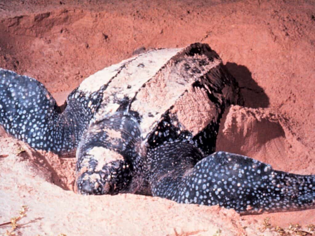 Leatherback sea turtle nesting on the sand at Las Baulas