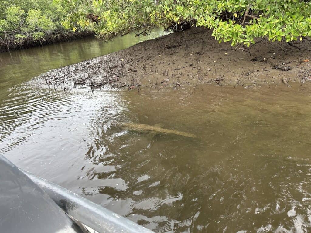 tamarindo estuary boat tours 1 1 1024x768