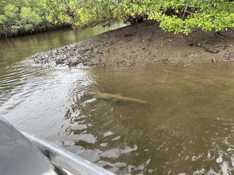 tamarindo estuary boat tours 1 1 768x576