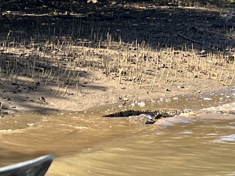 tamarindo estuary boat tours 2 1 768x576