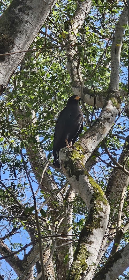 tamarindo estuary boat tours 3 1