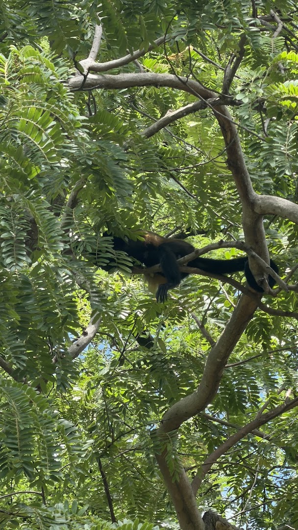wild tamarindo 4 1