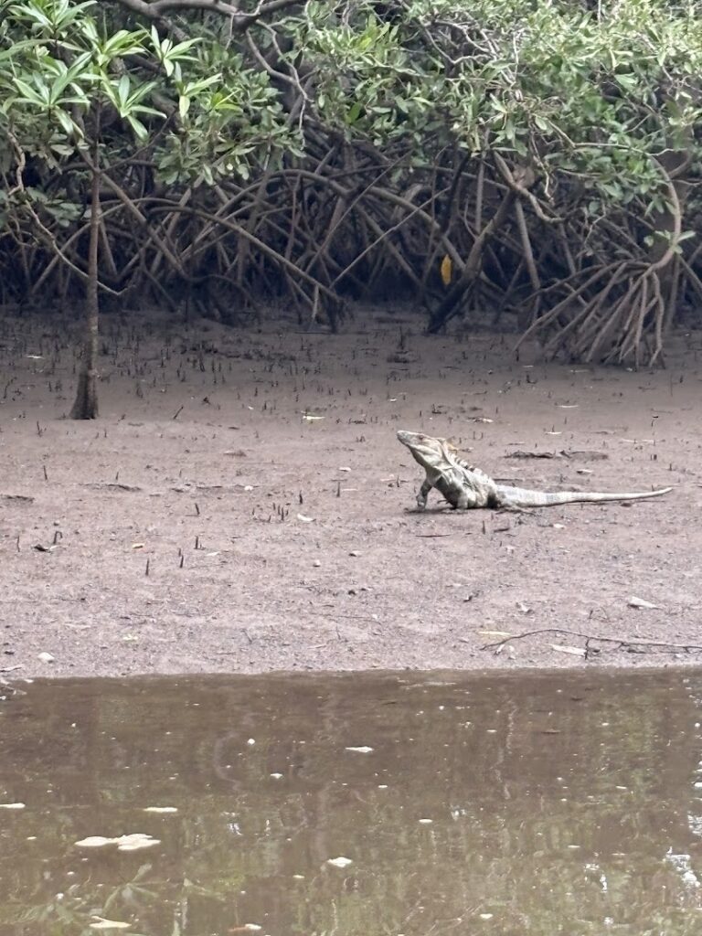 wild tamarindo 5 1 768x1024