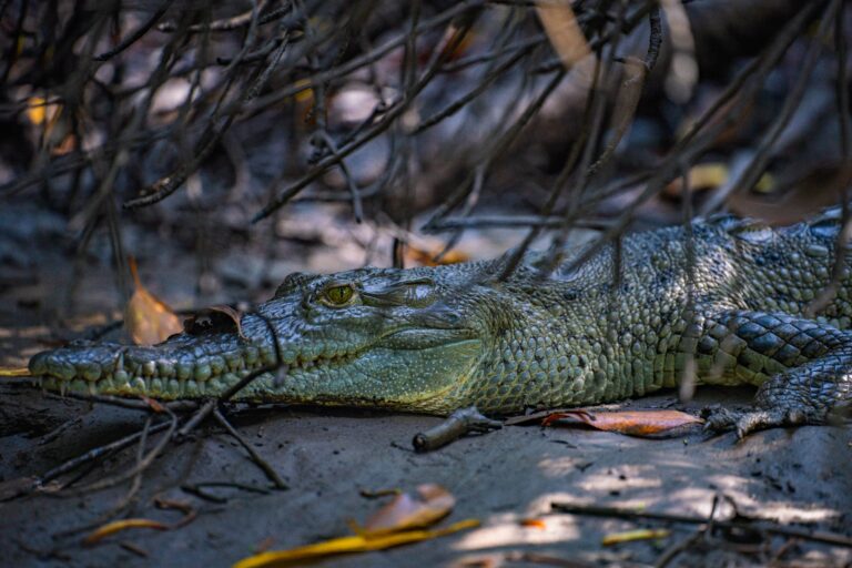 wildlife crocodile custom Bb9EZV34 768x512